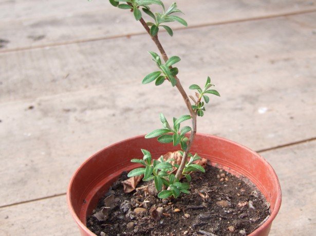 Sea buckthorn is called the prickly garden shrub, which by August-September is literally covered with fruits