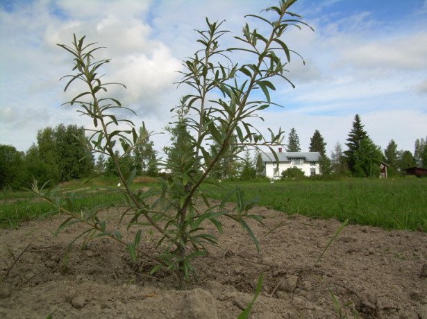 During this time, it is recommended to keep the soil around it under a black steam, and then you can plant parsley next to the tree,   spinach   and other garden greens