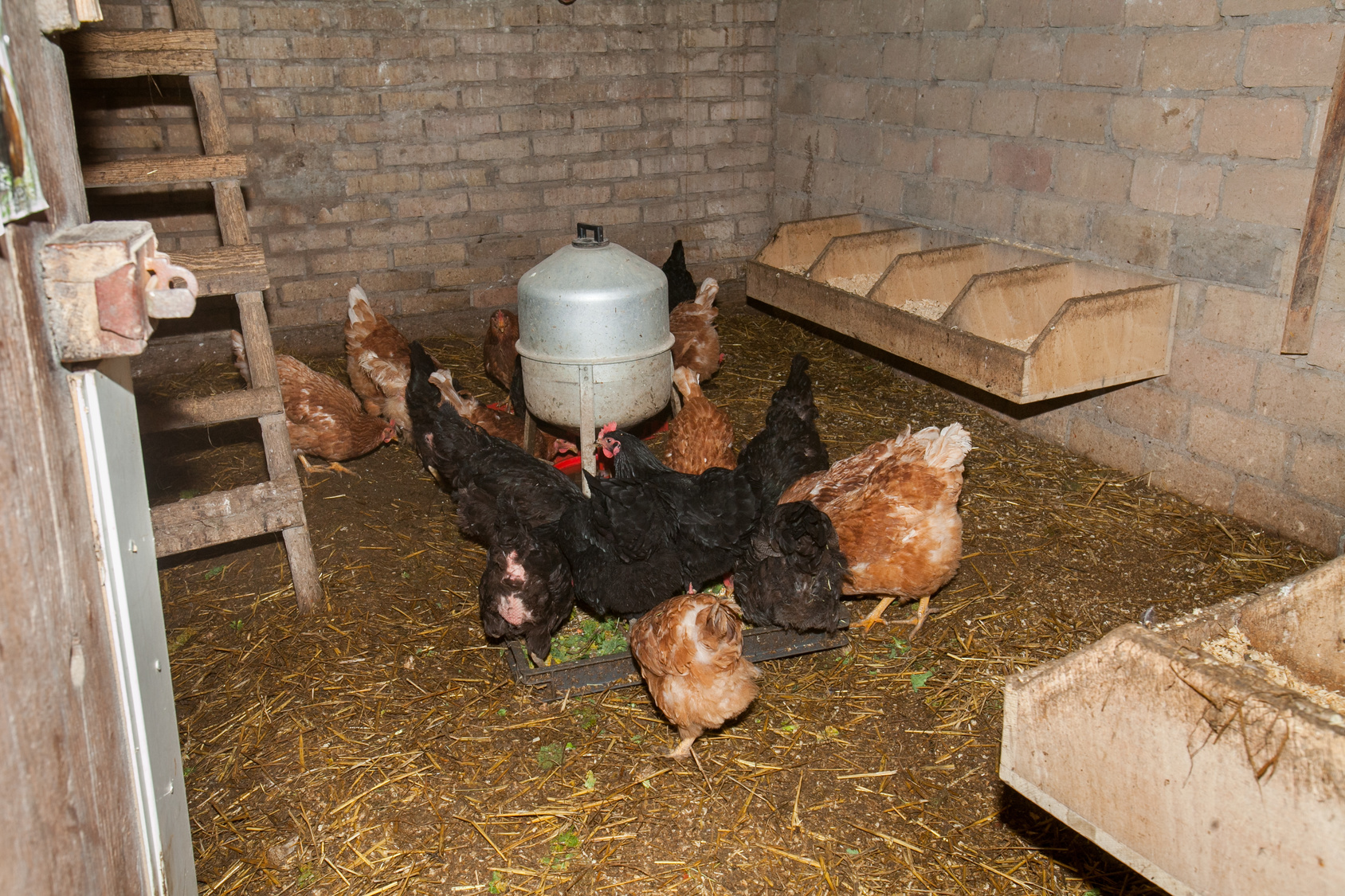 Постельные принадлежности в курятнике - приложение   Постельные принадлежности используются для производства различных видов домашней птицы, включая цыплят-бройлеров, выращивания кур-несушек и мясных цыплят, а также для птичьих стай, производящих яйца для вылупления и потребления в экологически известном фермерском хозяйстве, а также в птицеводстве, выращивании уток и гусей